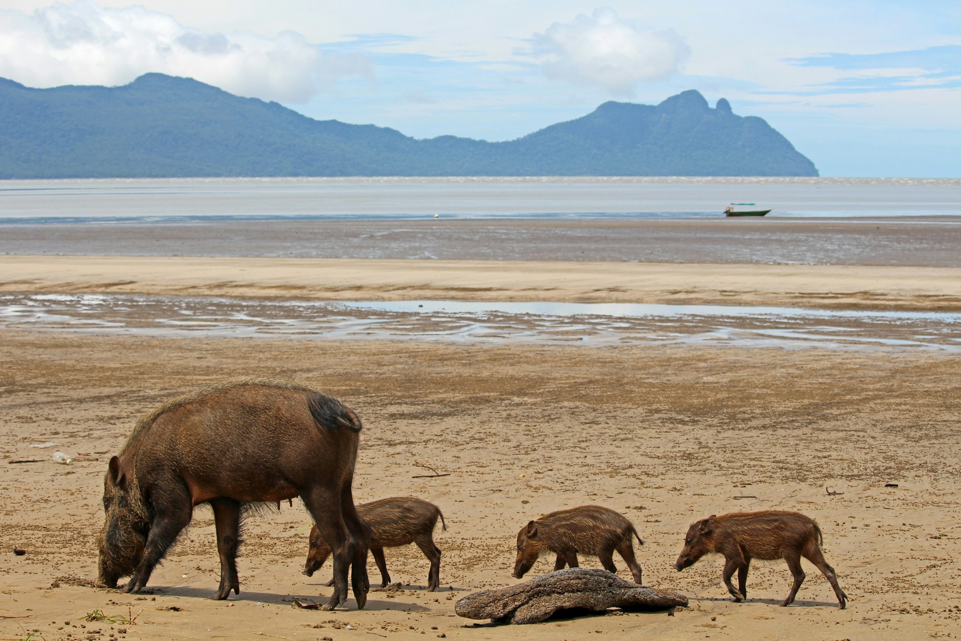 A family of beaded pigs (parent and three babies) snuffle along in the sand of a vast empty beach backed by jungle